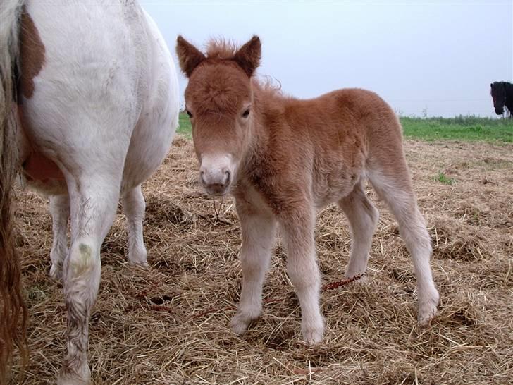 Alle de søde dyr - Rapunsel kun 2 dage. SOLGT billede 11