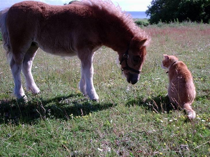 Alle de søde dyr - Rapunsel og Garfild billede 12