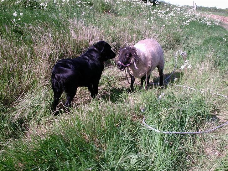 Alle de søde dyr - Bamse og Gunder billede 13