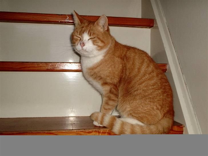 Alle de søde dyr - Garfild billede 14