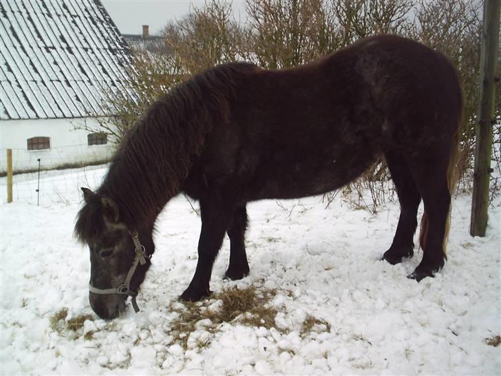 Alle de søde dyr - Sugar billede 15