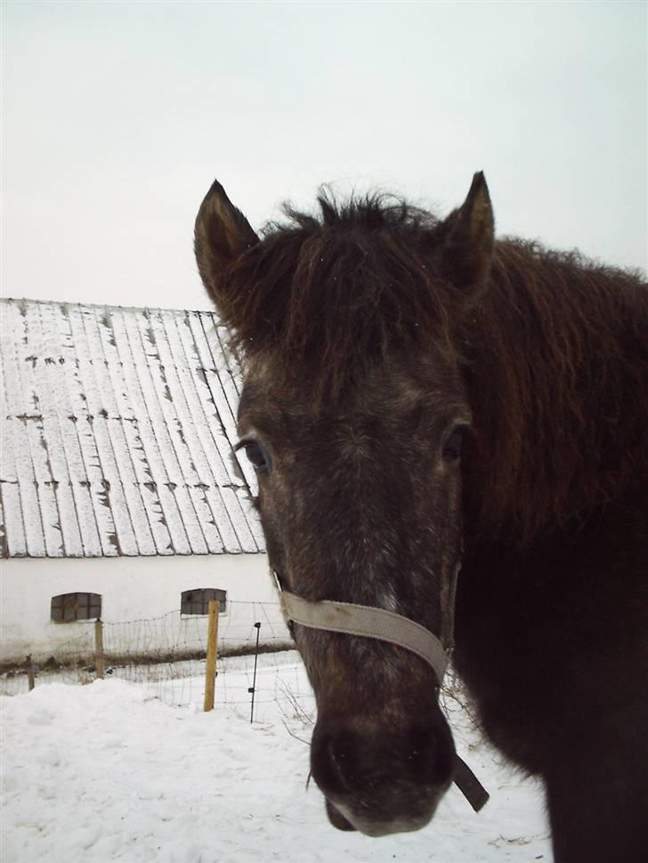 Alle de søde dyr billede 16