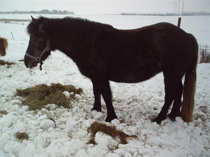 Alle de søde dyr billede 17