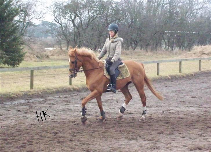 Dressurundervisning - Ridning af Goldy- Foldbilleder- Uggerhalne rideklub.- billede 1