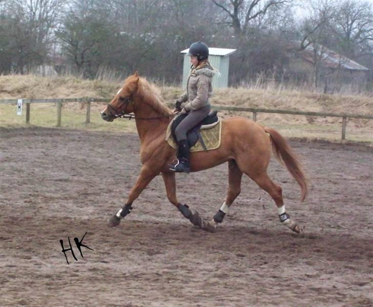 Dressurundervisning - Ridning af Goldy- Foldbilleder- Uggerhalne rideklub.- billede 2