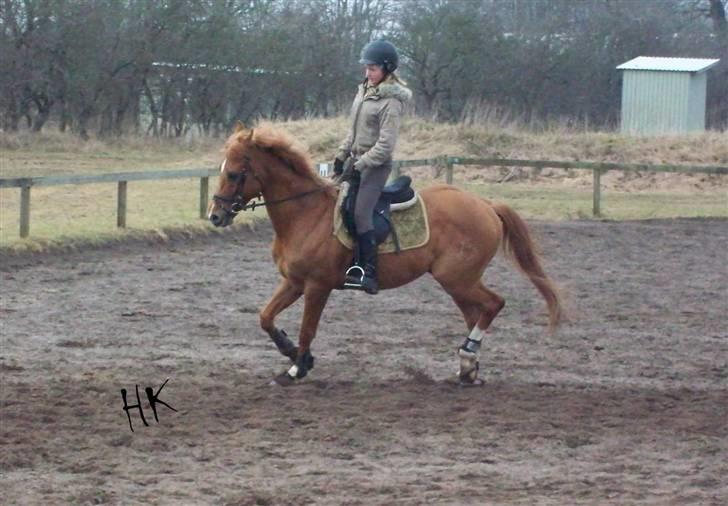 Dressurundervisning - Ridning af Goldy- Foldbilleder- Uggerhalne rideklub.- billede 3