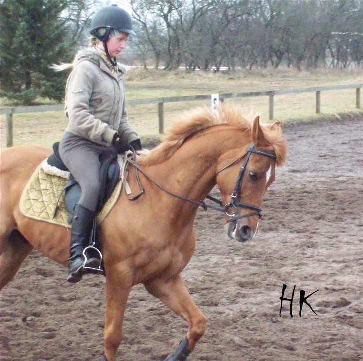 Dressurundervisning - Ridning af Goldy- Foldbilleder- Uggerhalne rideklub.- billede 4