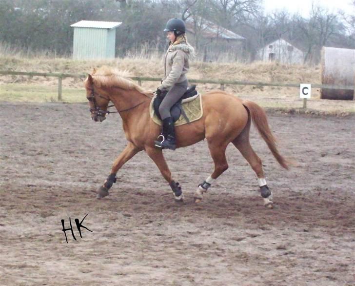 Dressurundervisning - Ridning af Goldy- Foldbilleder- Uggerhalne rideklub.- billede 5