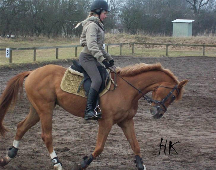 Dressurundervisning - Ridning af Goldy- Foldbilleder- Uggerhalne rideklub.- billede 6