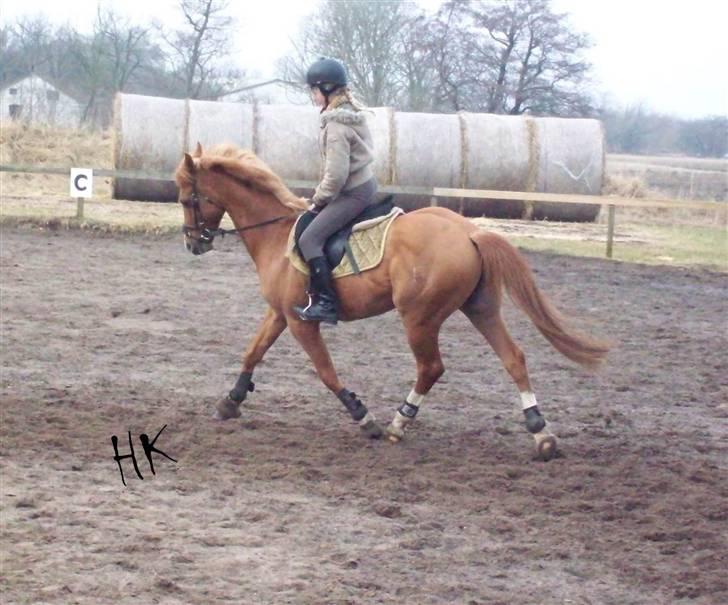 Dressurundervisning - Ridning af Goldy- Foldbilleder- Uggerhalne rideklub.- billede 7