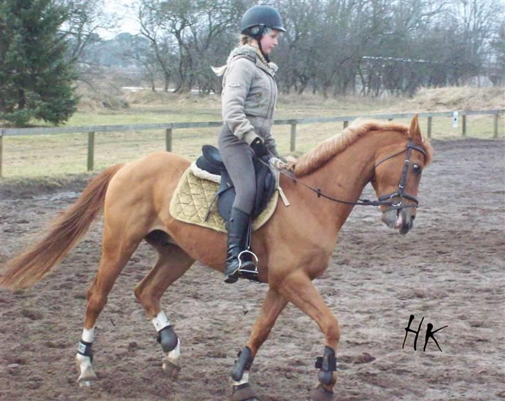 Dressurundervisning - Ridning af Goldy- Foldbilleder- Uggerhalne rideklub.- billede 8