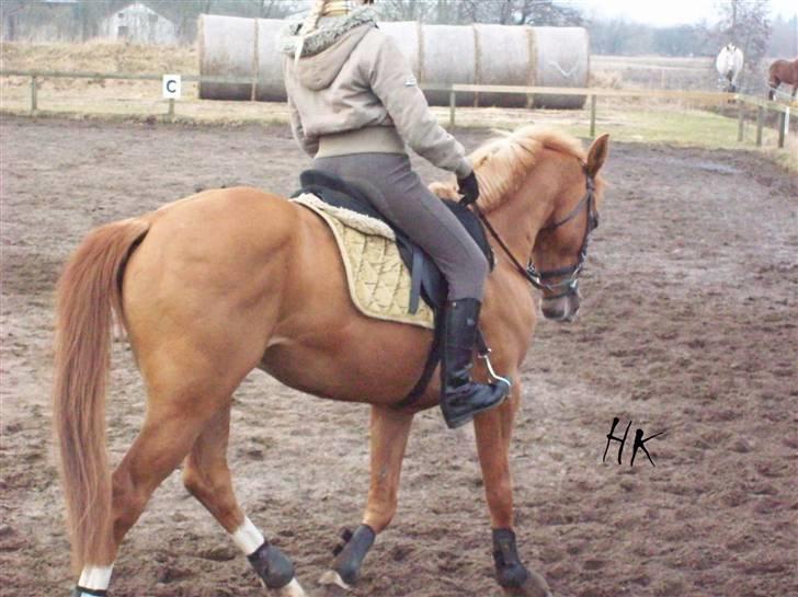 Dressurundervisning - Ridning af Goldy- Foldbilleder- Uggerhalne rideklub.- billede 9