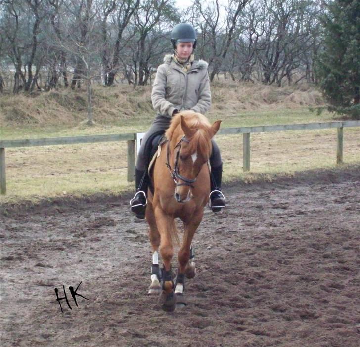 Dressurundervisning - Ridning af Goldy- Foldbilleder- Uggerhalne rideklub.- billede 10