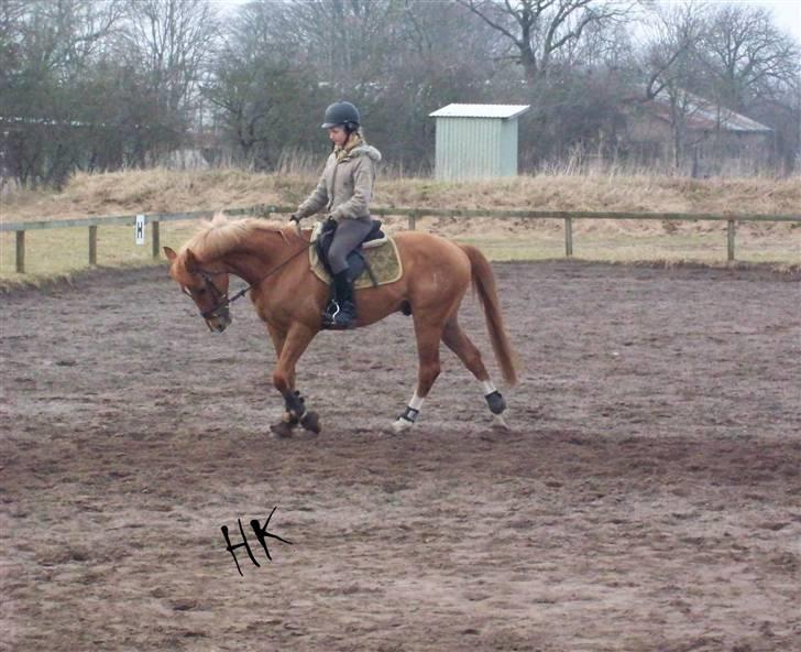 Dressurundervisning - Ridning af Goldy- Foldbilleder- Uggerhalne rideklub.- billede 11