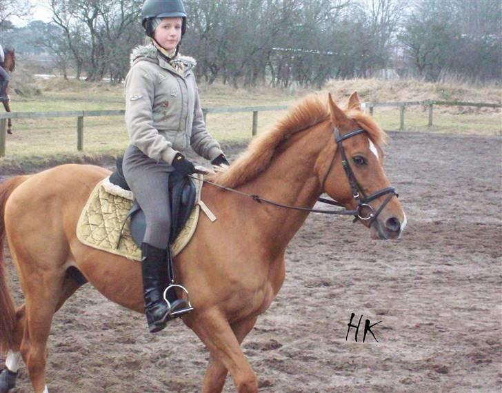 Dressurundervisning - Ridning af Goldy- Foldbilleder- Uggerhalne rideklub.- billede 12