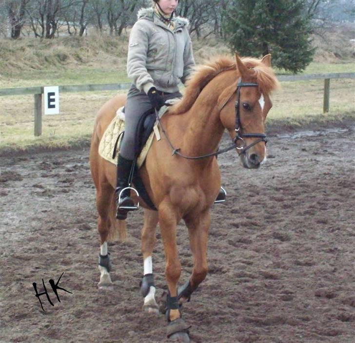 Dressurundervisning - Ridning af Goldy- Foldbilleder- Uggerhalne rideklub.- billede 13