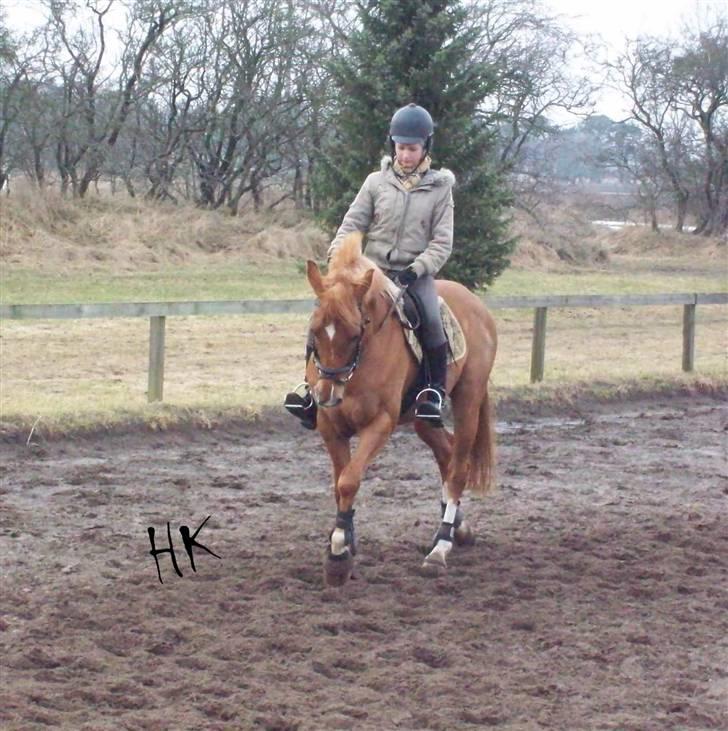Dressurundervisning - Ridning af Goldy- Foldbilleder- Uggerhalne rideklub.- billede 14