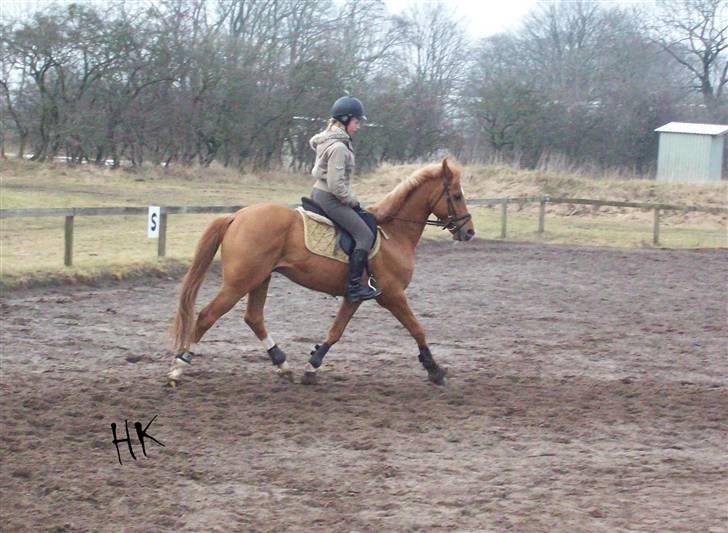 Dressurundervisning - Ridning af Goldy- Foldbilleder- Uggerhalne rideklub.- billede 15