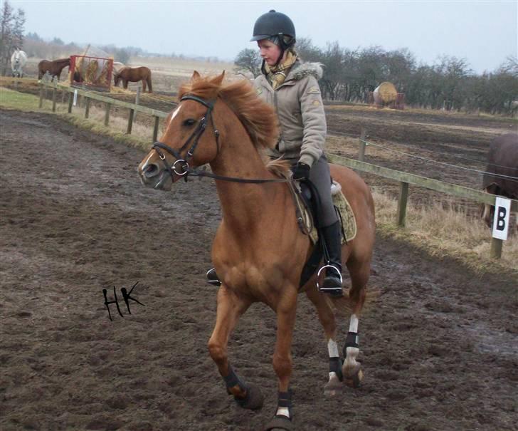 Dressurundervisning - Ridning af Goldy- Foldbilleder- Uggerhalne rideklub.- billede 16