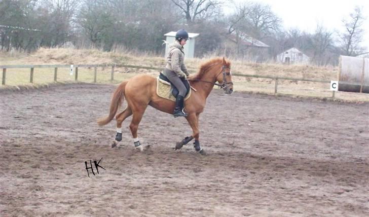 Dressurundervisning - Ridning af Goldy- Foldbilleder- Uggerhalne rideklub.- billede 17