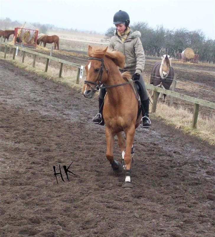 Dressurundervisning - Ridning af Goldy- Foldbilleder- Uggerhalne rideklub.- billede 18