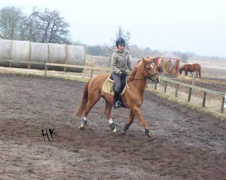 Dressurundervisning - Ridning af Goldy- Foldbilleder- Uggerhalne rideklub.- billede 19