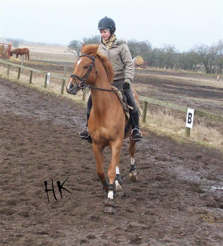 Dressurundervisning - Ridning af Goldy- Foldbilleder- Uggerhalne rideklub.- billede 20