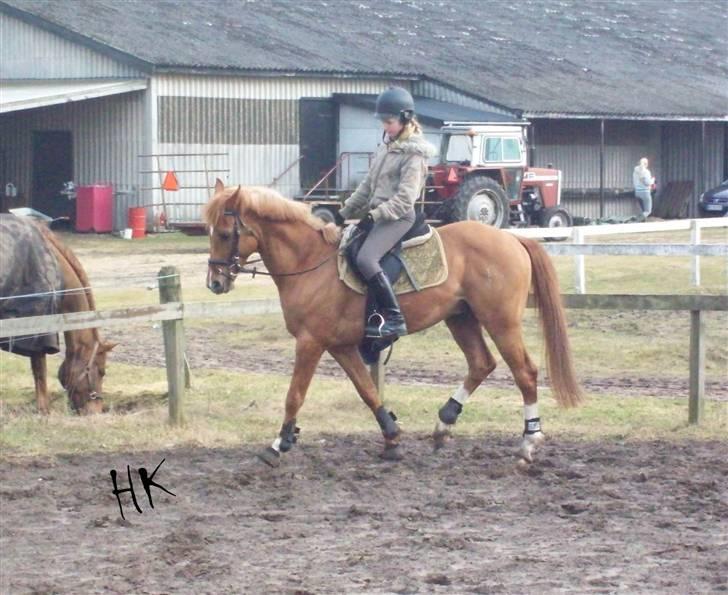 Dressurundervisning - Ridning af Goldy- Foldbilleder- Uggerhalne rideklub.- billede 21