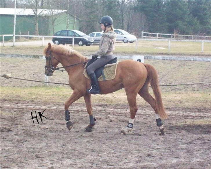 Dressurundervisning - Ridning af Goldy- Foldbilleder- Uggerhalne rideklub.- billede 22