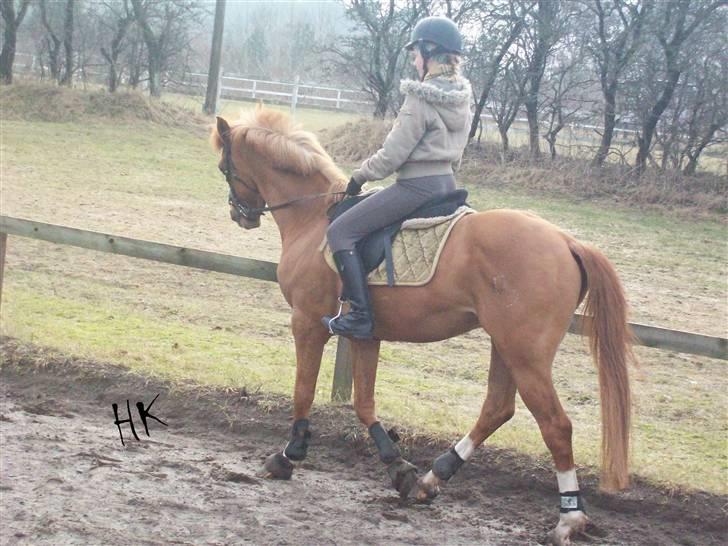 Dressurundervisning - Ridning af Goldy- Foldbilleder- Uggerhalne rideklub.- billede 23