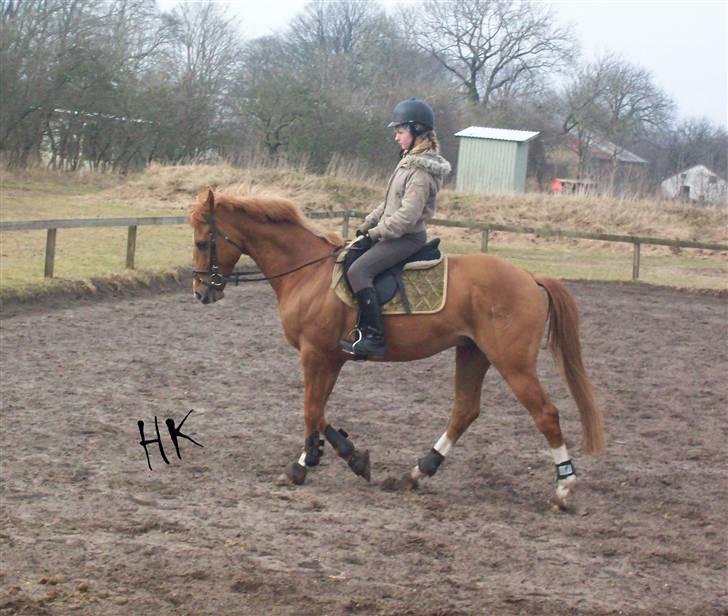 Dressurundervisning - Ridning af Goldy- Foldbilleder- Uggerhalne rideklub.- billede 24