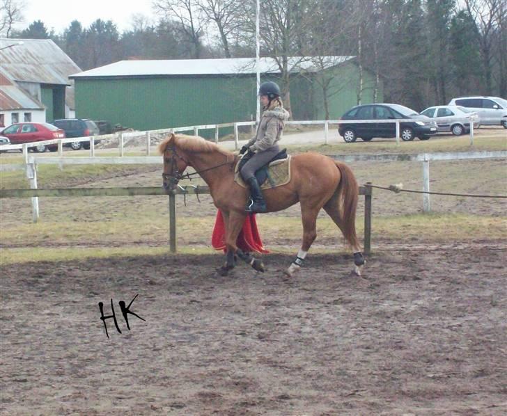 Dressurundervisning - Ridning af Goldy- Foldbilleder- Uggerhalne rideklub.- billede 25