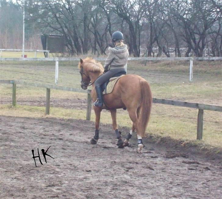 Dressurundervisning - Ridning af Goldy- Foldbilleder- Uggerhalne rideklub.- billede 26