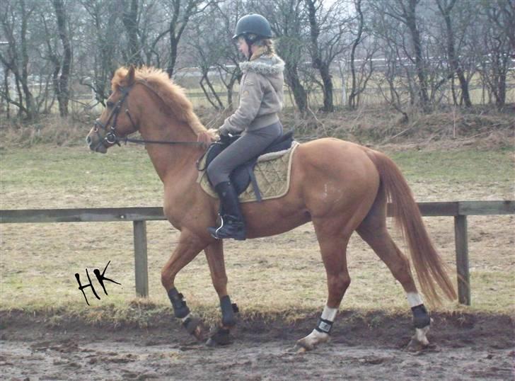 Dressurundervisning - Ridning af Goldy- Foldbilleder- Uggerhalne rideklub.- billede 27