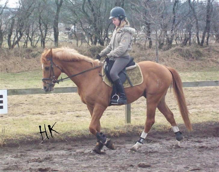 Dressurundervisning - Ridning af Goldy- Foldbilleder- Uggerhalne rideklub.- billede 28