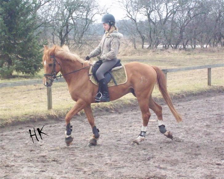 Dressurundervisning - Ridning af Goldy- Foldbilleder- Uggerhalne rideklub.- billede 29