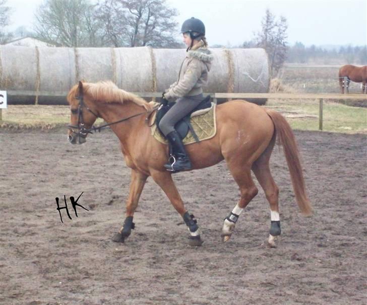 Dressurundervisning - Ridning af Goldy- Foldbilleder- Uggerhalne rideklub.- billede 30