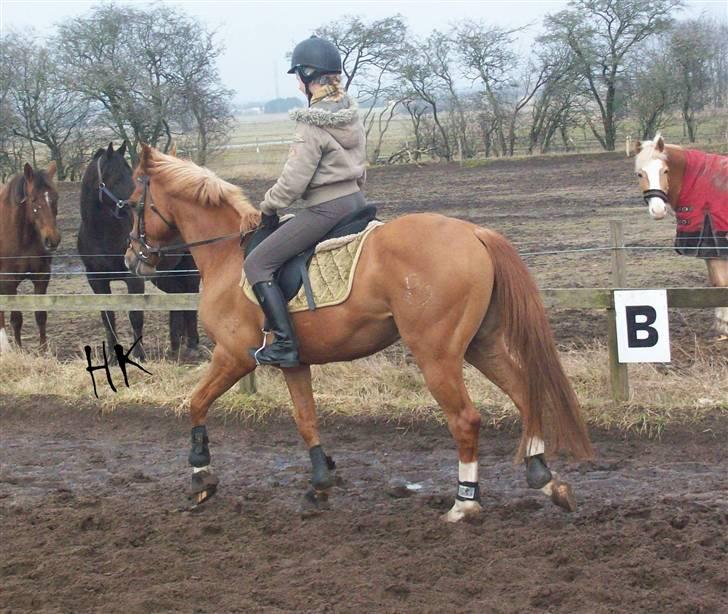 Dressurundervisning - Ridning af Goldy- Foldbilleder- Uggerhalne rideklub.- billede 31