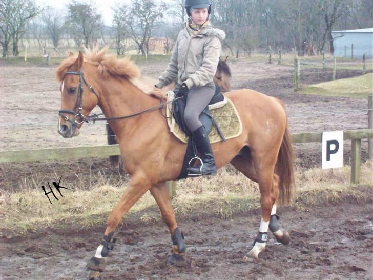 Dressurundervisning - Ridning af Goldy- Foldbilleder- Uggerhalne rideklub.- billede 32