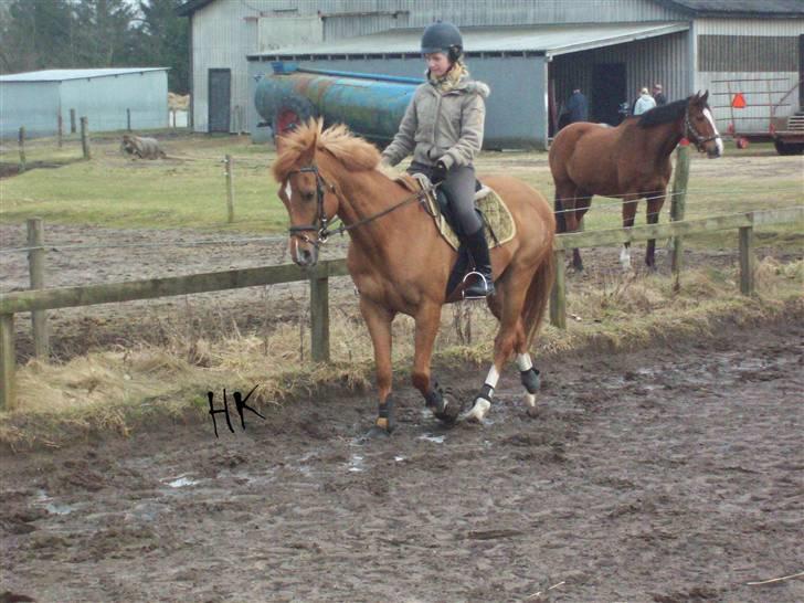 Dressurundervisning - Ridning af Goldy- Foldbilleder- Uggerhalne rideklub.- billede 33