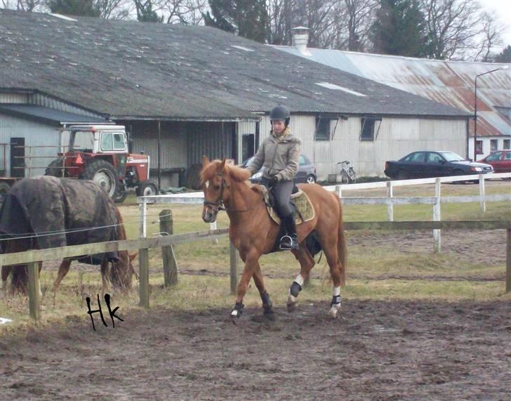 Dressurundervisning - Ridning af Goldy- Foldbilleder- Uggerhalne rideklub.- billede 34
