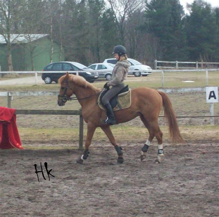 Dressurundervisning - Ridning af Goldy- Foldbilleder- Uggerhalne rideklub.- billede 35