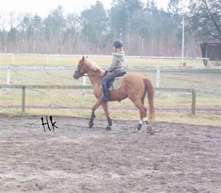 Dressurundervisning - Ridning af Goldy- Foldbilleder- Uggerhalne rideklub.- billede 36