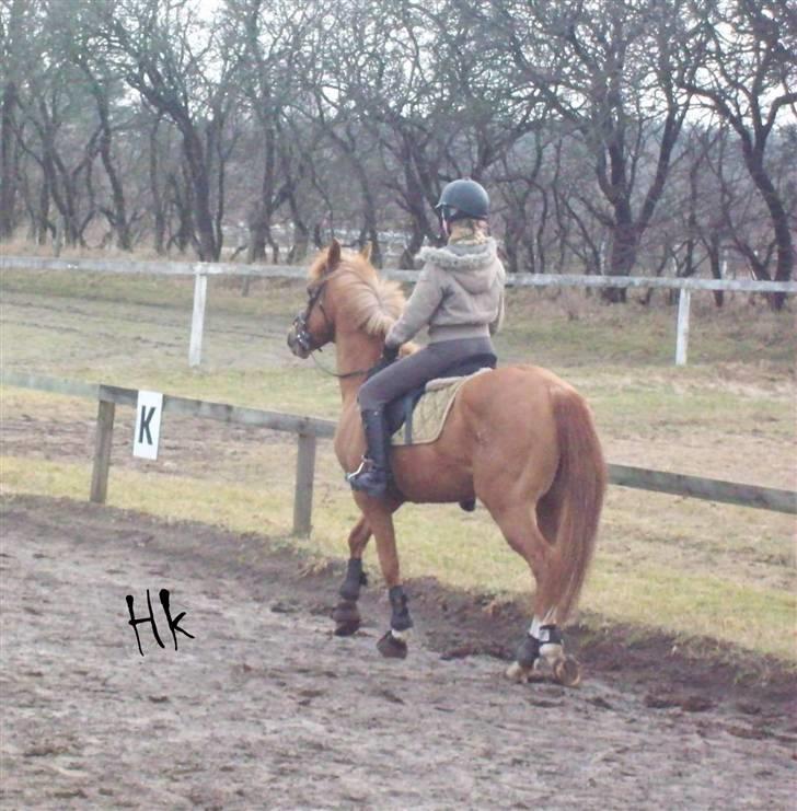 Dressurundervisning - Ridning af Goldy- Foldbilleder- Uggerhalne rideklub.- billede 37