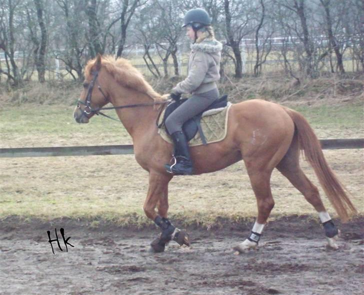 Dressurundervisning - Ridning af Goldy- Foldbilleder- Uggerhalne rideklub.- billede 38