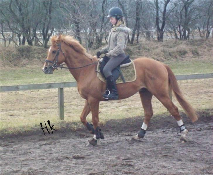 Dressurundervisning - Ridning af Goldy- Foldbilleder- Uggerhalne rideklub.- billede 39