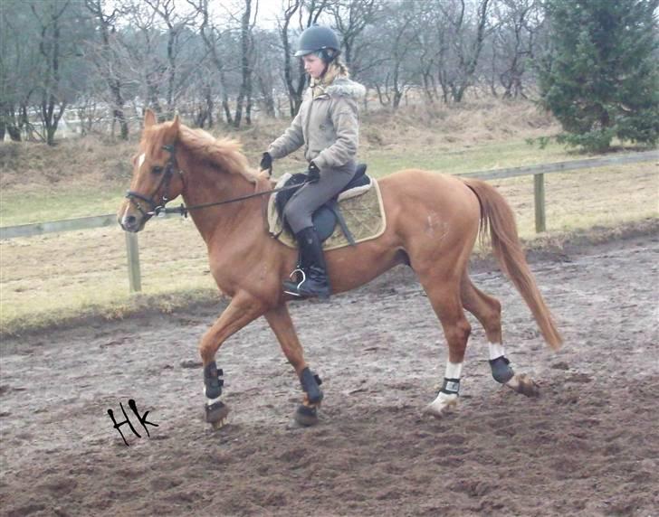 Dressurundervisning - Ridning af Goldy- Foldbilleder- Uggerhalne rideklub.- billede 40