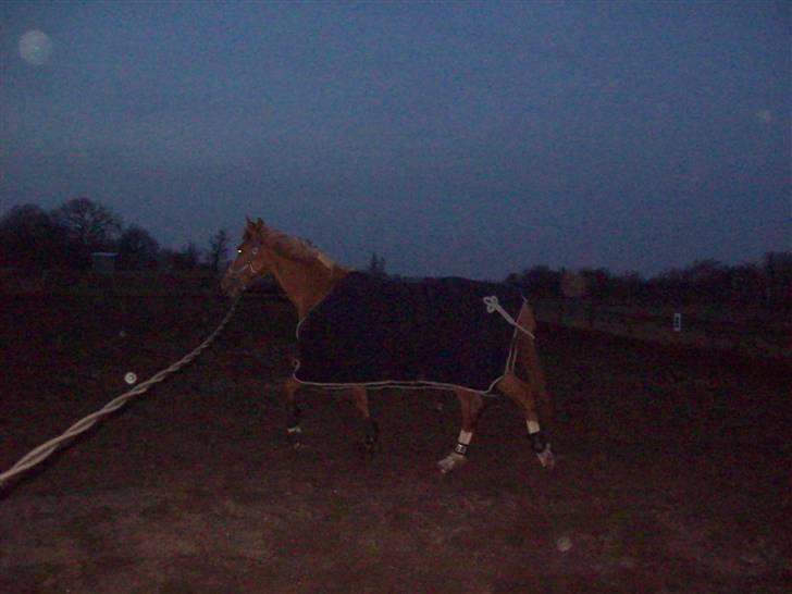 Dressurundervisning - Ridning af Goldy- Foldbilleder- Uggerhalne rideklub.- billede 41