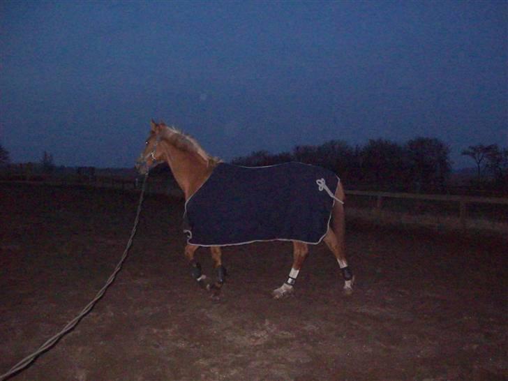 Dressurundervisning - Ridning af Goldy- Foldbilleder- Uggerhalne rideklub.- billede 42