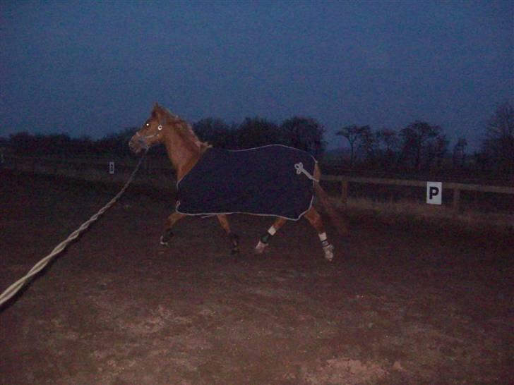 Dressurundervisning - Ridning af Goldy- Foldbilleder- Uggerhalne rideklub.- billede 43